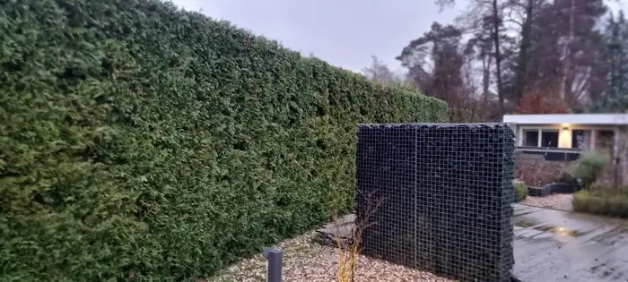 Hecke und Gabione am Grundstück