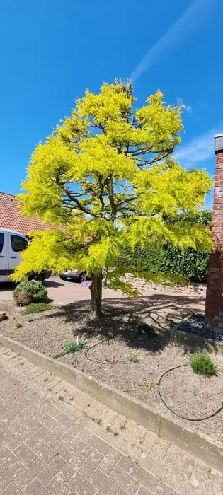 Blühender Baum im Vorgarten